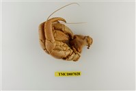 藏品(短腕陸寄居蟹)的圖片